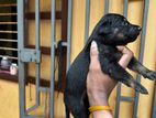 Rottweiler Doberman Mixed Puppies