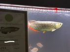 Crossback Gold Arowana