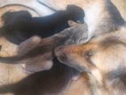 German Shepherd Puppies Mixed