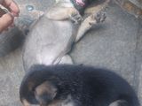 German Shepherd Puppies Mixed