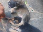 Crossed German Shepherd Puppies