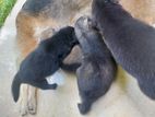 Crossed Germansheperd Puppies