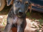 Crossed Germen Sheperd Puppies