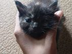 Persian Crossed Kitten