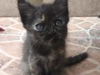 Crossed Persian Kitten