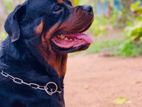 Crossing Available (Rottweiler Male Dog)