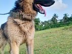 German Shepherd for Crossing