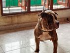Crossing for Amarican Bully Xl