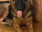 German Shepherd Dog for Crossing