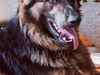 German Shepherd Female Dog for Crossing