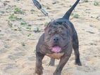 Crossing for American Bully Female