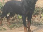 Rottweiler Dog for Crossing