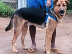 German Shepherd Dog for Crossing
