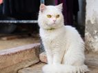 Persian Cat for Crossing
