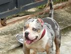 American Bully for Crossing