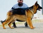 German Shepherd for Crossing