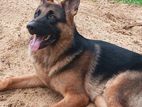 German Shepherd for Crossing