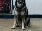 German Shepherd Dog for Crossing