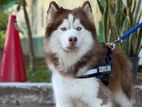 Purebred Siberian Husky Crossing