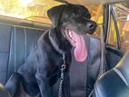 Rottweiler for Crossing