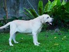 Labrador Dog for Crossing