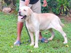 Labrador Dog for Crossing