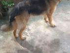 German Shepherd Dog for Crossing