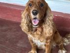 Female Cocker Spaniel for Crossing