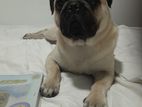Pug Dog for Crossing