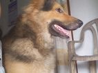 German Shepherd Dog for Crossing