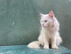 Persian Kitten for Crossing