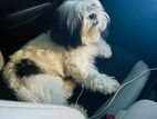 Shih Tzu for Crossing