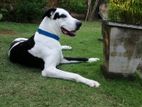 Male Great Dane Dog for Crossing