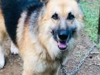 German Shepherd Dog for Crossing