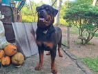 Rottweiler Dog for Crossing