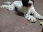 Tibetan Terrier Dog for Crossing