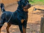 Rottweiler Dog for Crossing