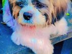 Shih Tzu for Crossing