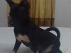 Chihuahua Crossing Male Dog