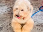 Tibetan Terrier for Crossing