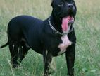 American bully XL for stud