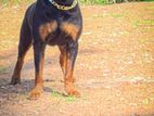Rottweiler for Crossing