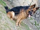 German Shepherd Crossing