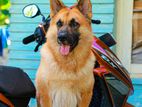 German Shepherd for Crossing