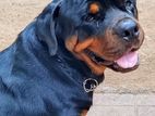 Rottweiler Dog for Crossing