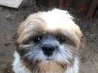Shih Tzu Dog for Crossing