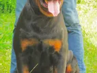 Rottweiler for Crossing ( Stud )