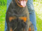 Rottweiler for Crossing (stud)