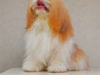 Shihtzu for Crossing