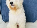 Tibetan Terrier Male for Crossing